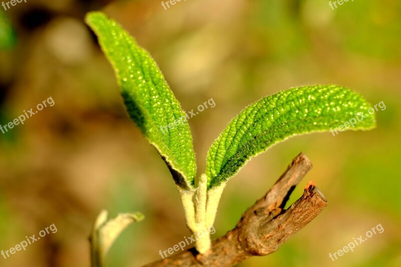 Leaf Young Young Leaves Spring Boy Shoots