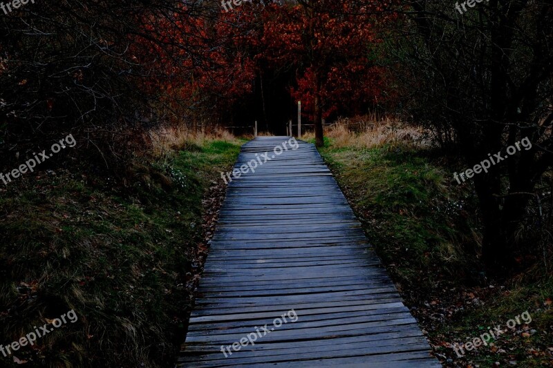 Wooden Track Away Plank Road Trail Wood Planks