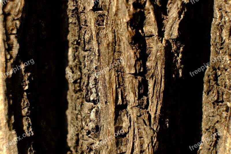 Tree Bark Log Nature Structure