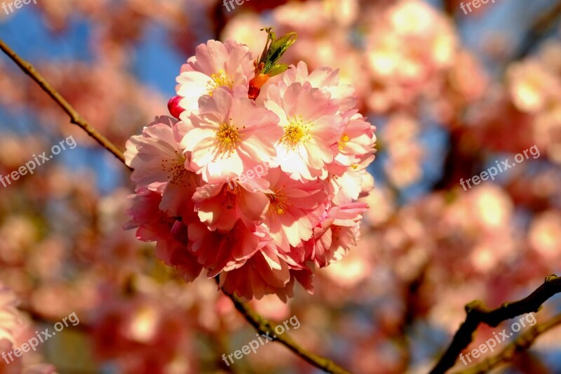 Cherry Blossom Spring Pink Blossom Bloom