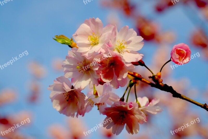 Cherry Blossom Spring Pink Blossom Bloom