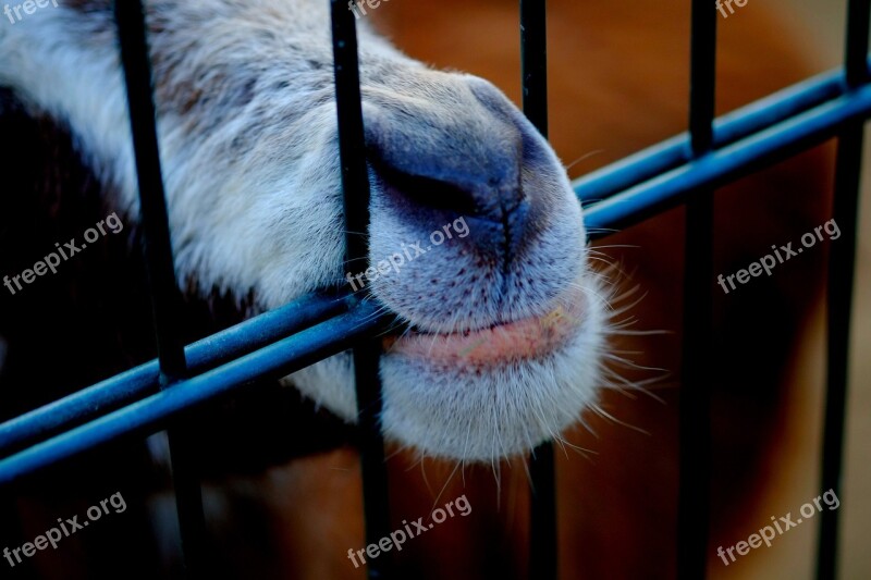 Goat Snout Animal Billy Goat Livestock