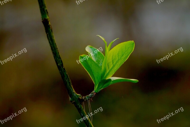 Leaf Green Green Leaf Plant Nature