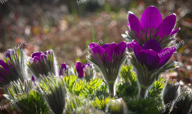 Anemone Spring Floral Flower Garden