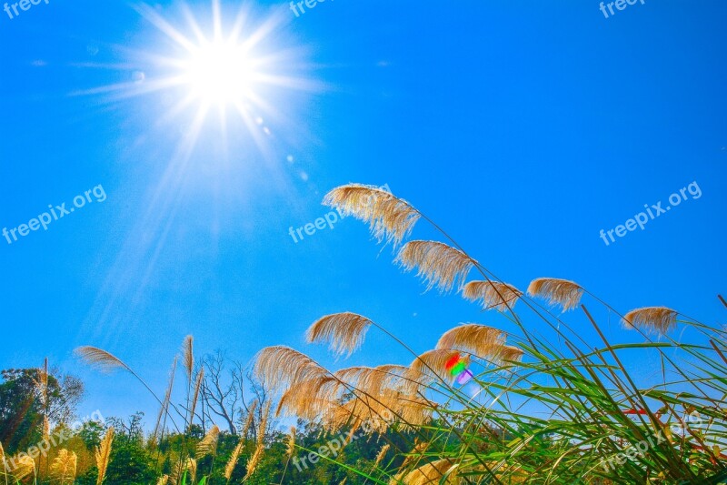 Miscanthus Sunshine Sky Free Photos