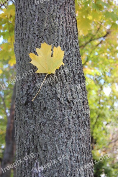 Autumn Maple Listopad Landscape Maple Leaf