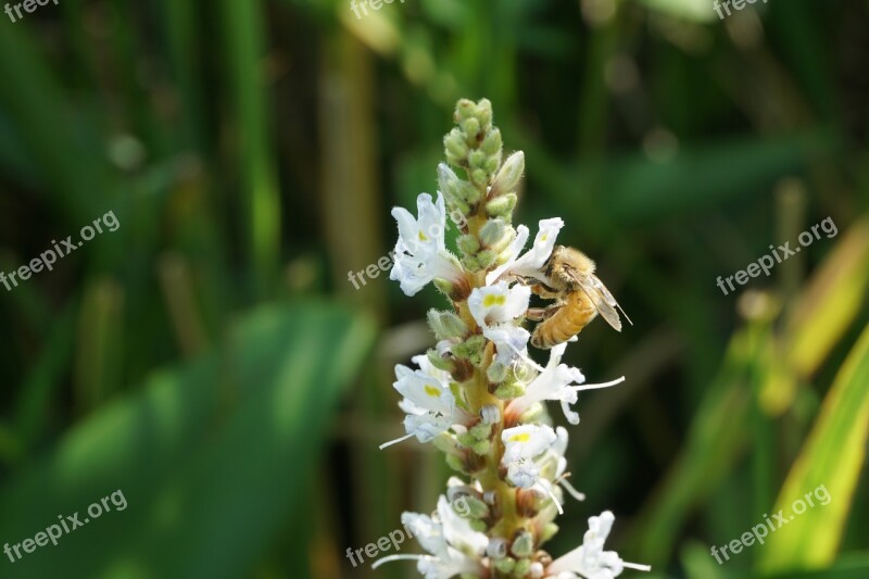 Spring Bee Flowers Flowers And Plants Free Photos