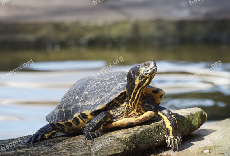 Turtle Aquatic Animal Animals Water Wild Animal