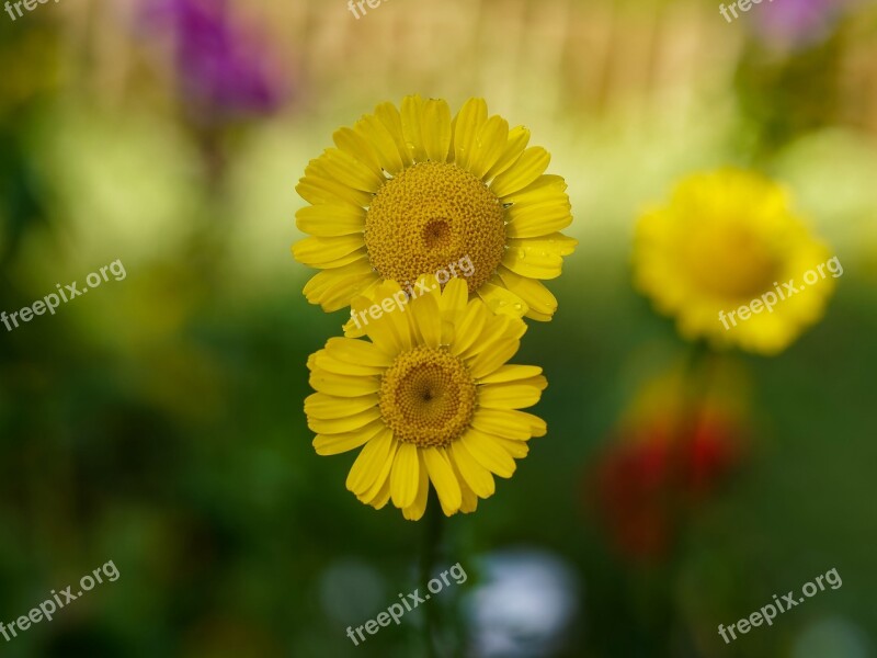 Flowers Yellow Flowers Anthemis Yellow Petals