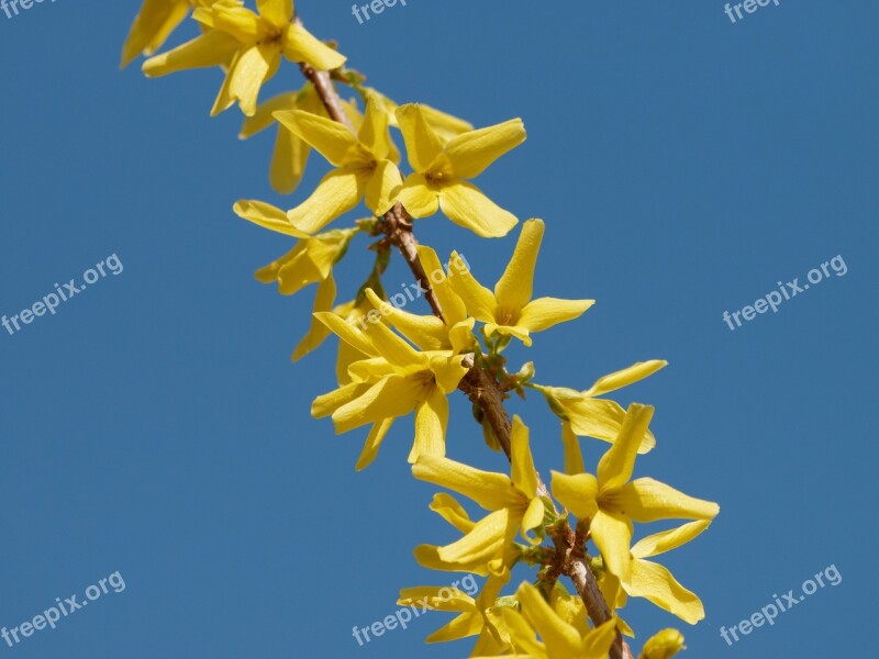 Forsythia Shrub Yellow Flowers Flora