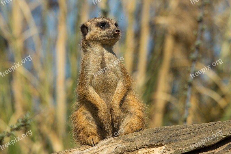 Meerkat Zoo Animal Nature Cute