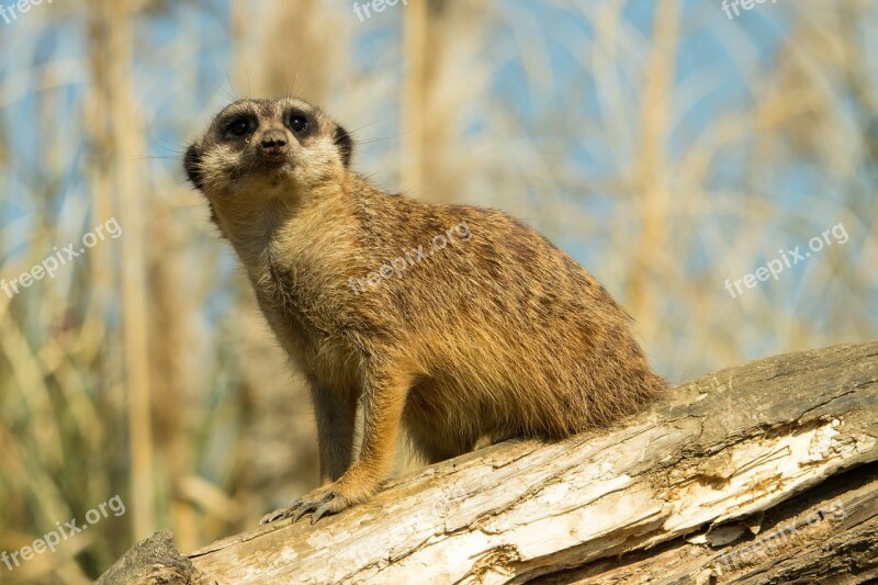 Meerkat Zoo Animal Nature Cute