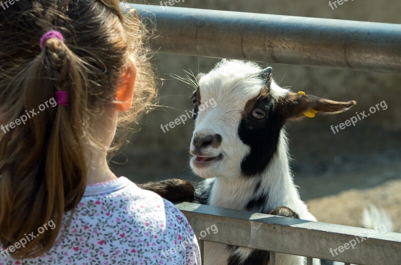 Goat Zoo Domestic Goat Mountain Goat Livestock