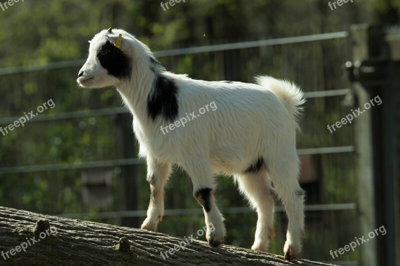 Goat Zoo Domestic Goat Mountain Goat Livestock