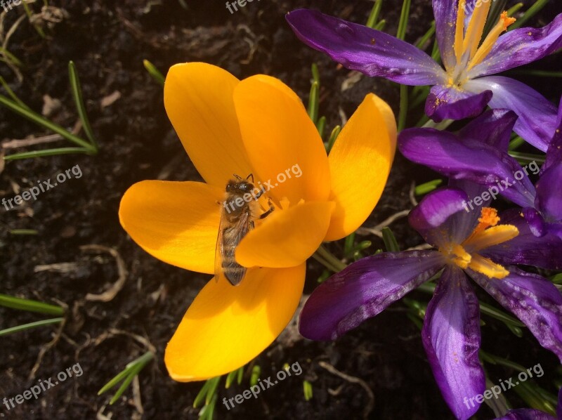 Crocus Bee Spring Insect Garden