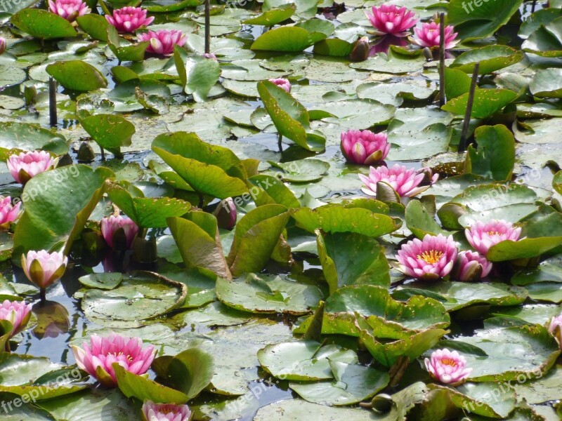 Nuphar Water Lilies Pink Lake Rosengewächs Pond