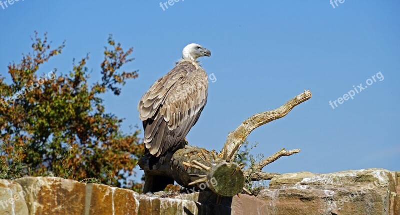 Vulture Bird Animal World Scavengers Raptor