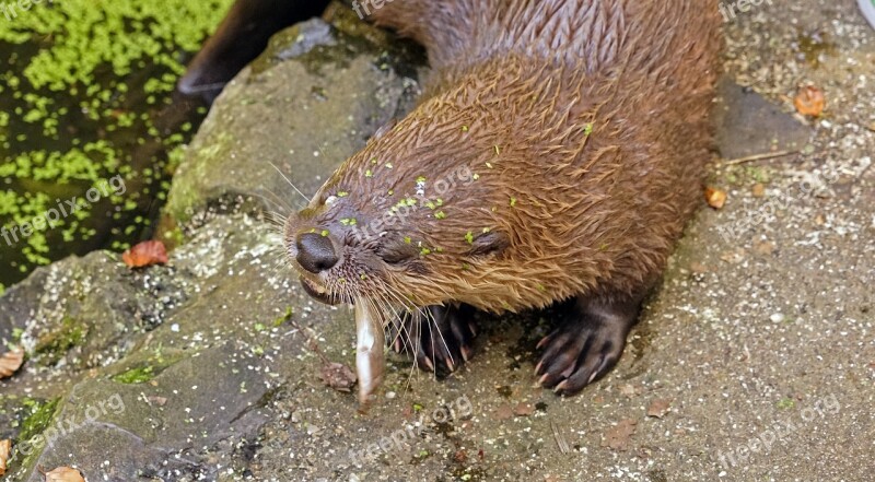 Otter Pond Eat Water Animal