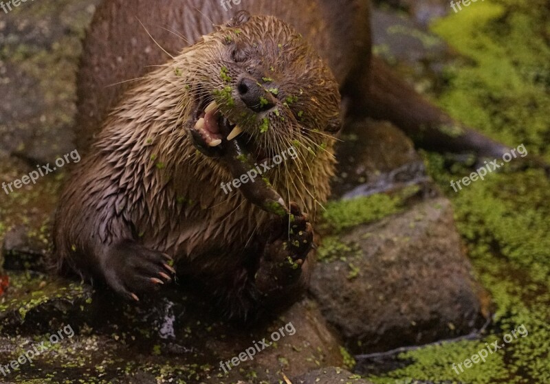 Otter Pond Eat Water Animal