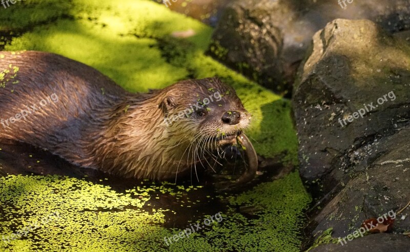 Otter Pond Eat Water Animal