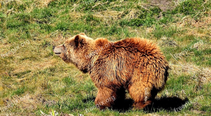 European Brown Bear Wild Animal Bear Dangerous Animal World