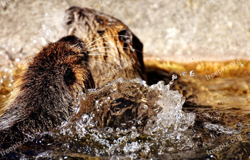 Beaver Rats Play Nutria Water Rats Water