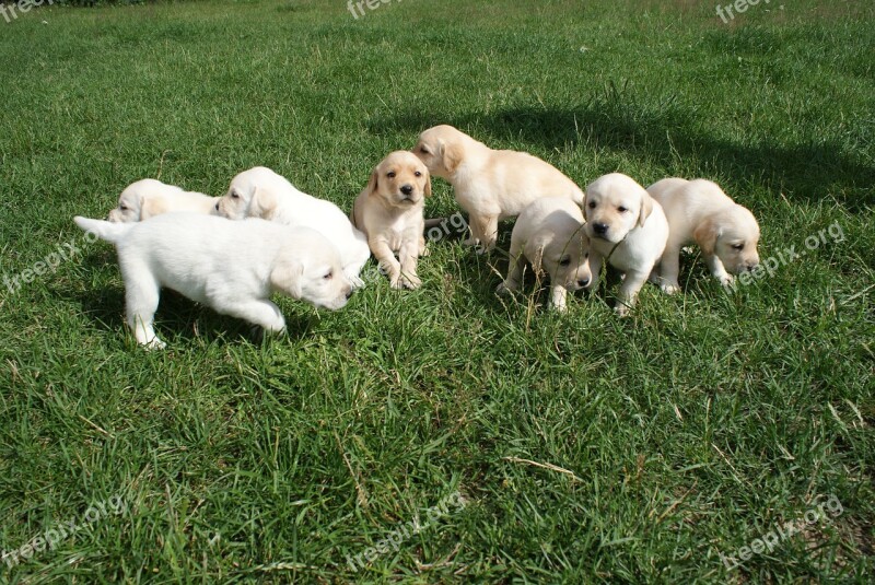 Puppies Labradors Biszkoptowe Free Photos