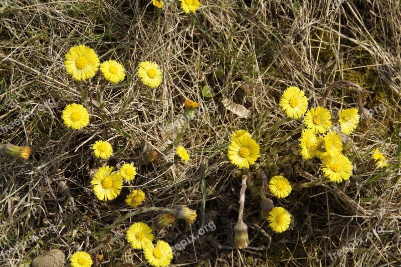 Tussilago Farfara Spring Cough Medicinal Plant Homeopathy