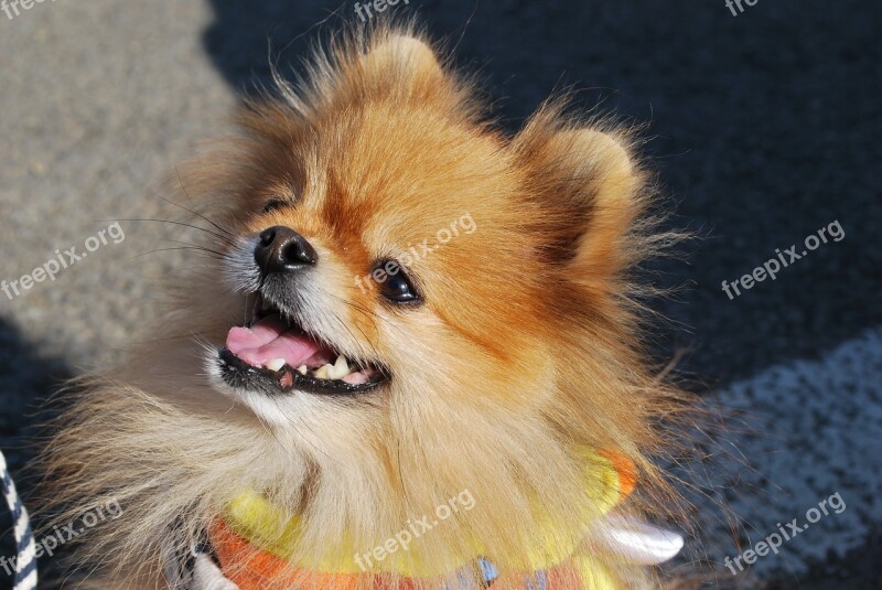 Pomeranian Dog Smile Pet Happy