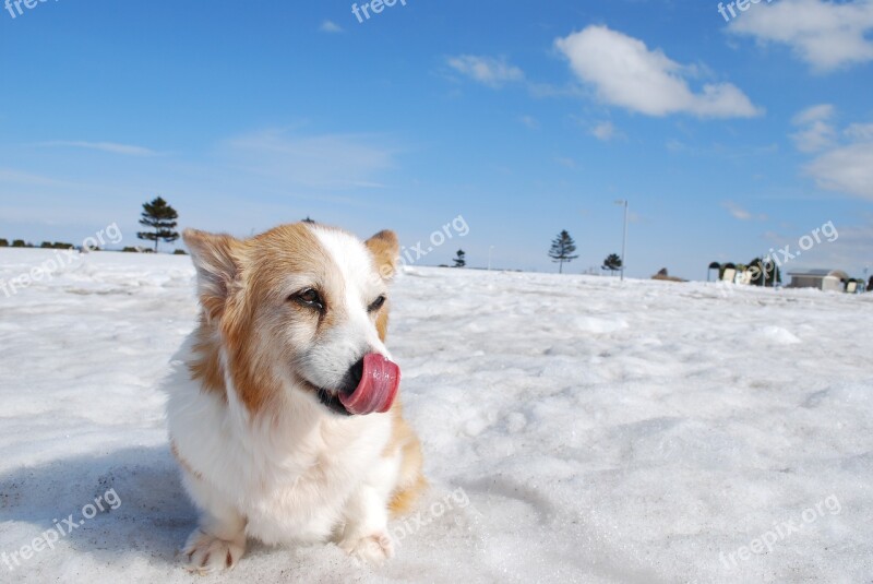 Corgi Dog Blue Sky Sky Snow