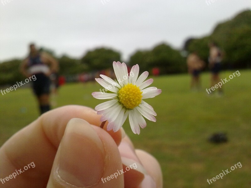 Flower Daisy Yellow Center Chamomile Flowers