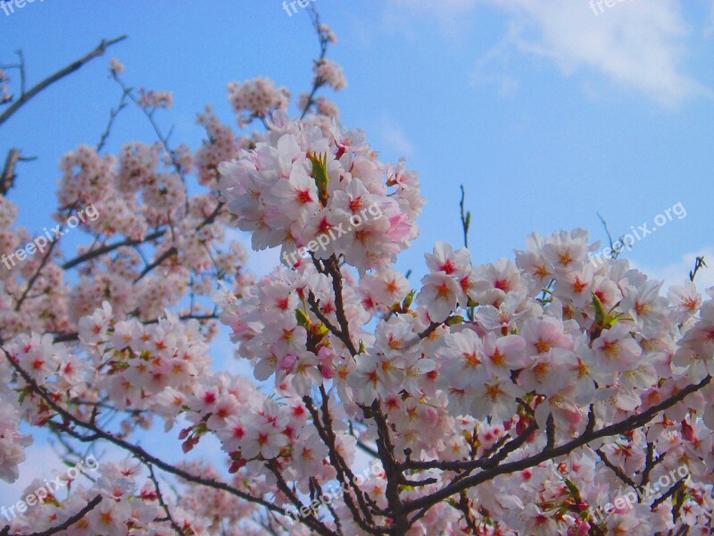 Cherry Blossoms Spring Pink Flowers Natural