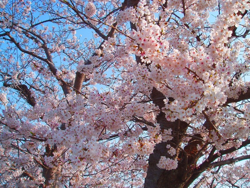 Cherry Blossoms Spring Pink Flowers Natural