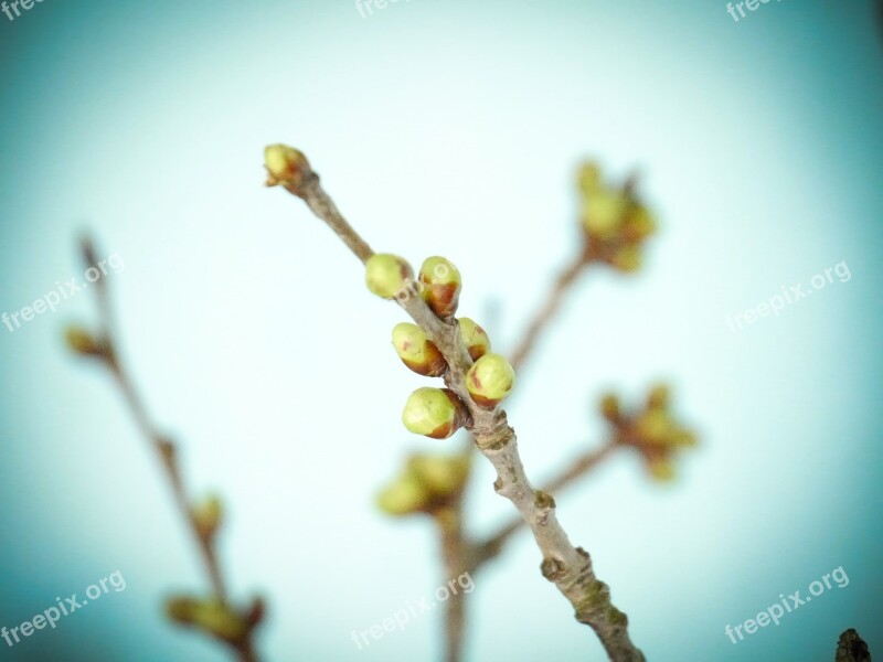 Branch Spring Bud Frühlingsanfang Close Up