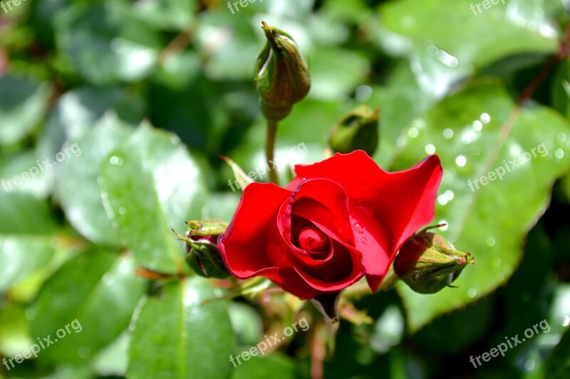 Rose Flower Red Rose Free Photos