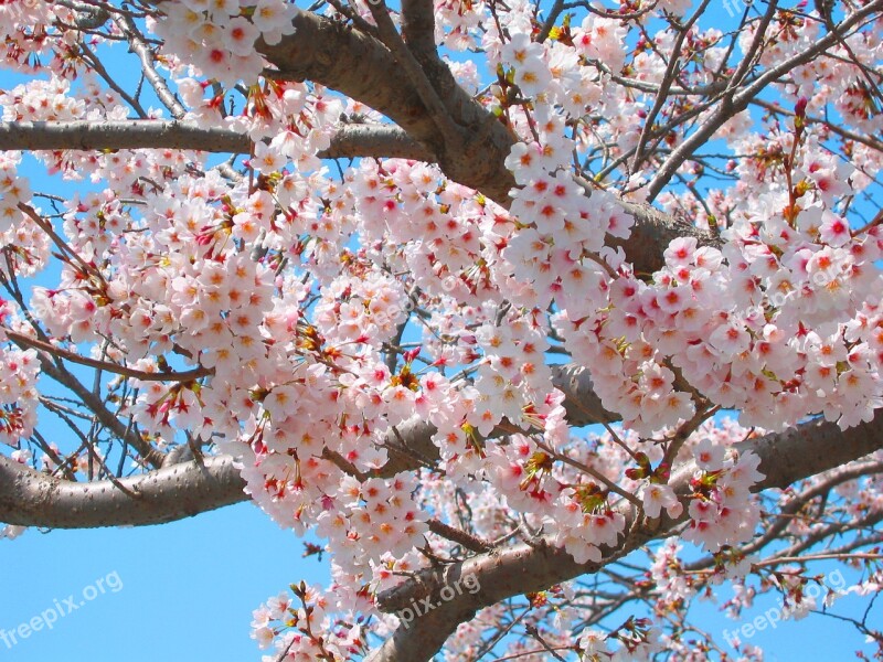 Cherry Blossoms Spring Pink Flowers Natural