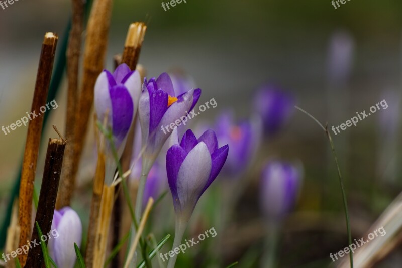 Crocus Spring Purple Flower Nature