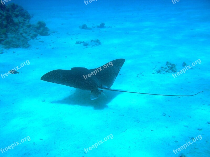 Manta Ray Underwater Manta Ocean Ray