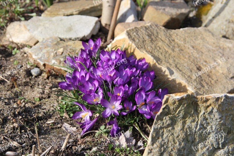 Crocus Spring Flowers Spring Flowers Early Bloomer