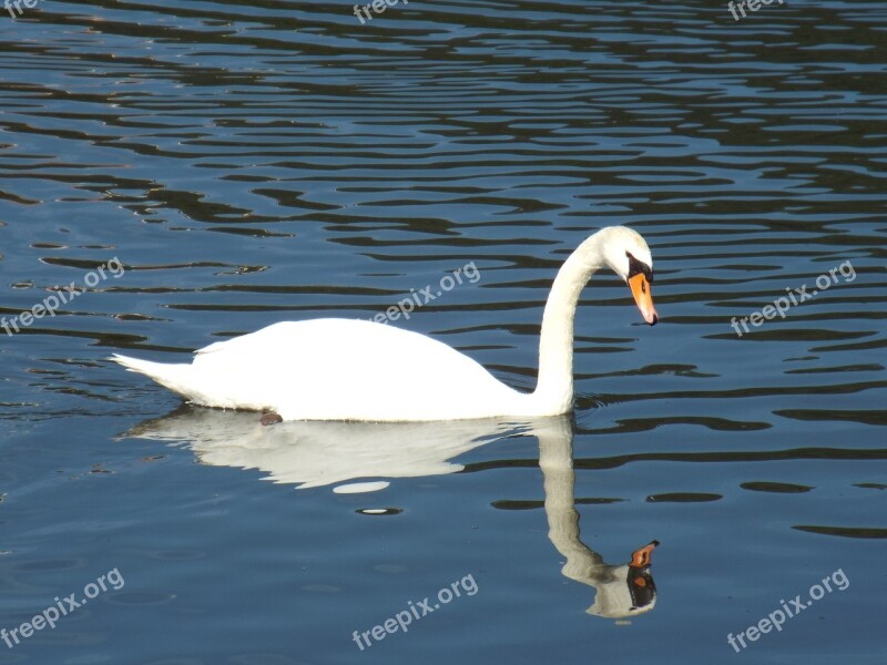 Swan Pond Water Water Bird Waterfowl