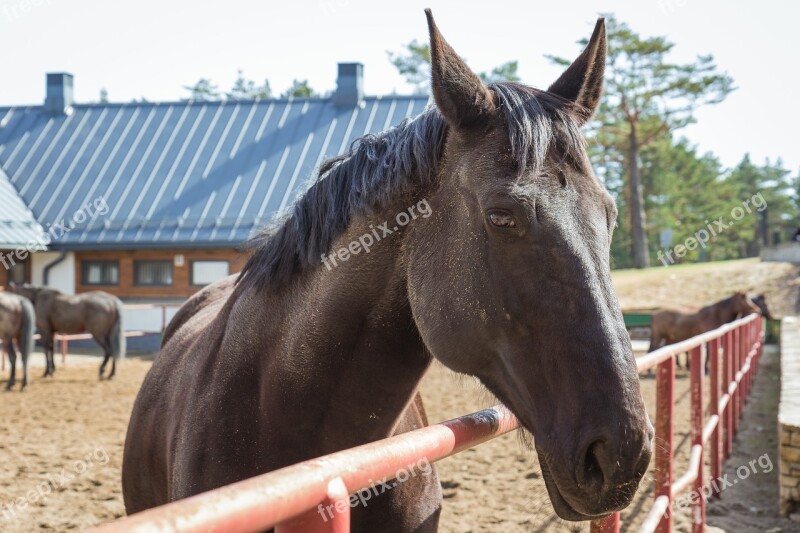 The Horse The Head Of A Horse Catwalk Brown Mount