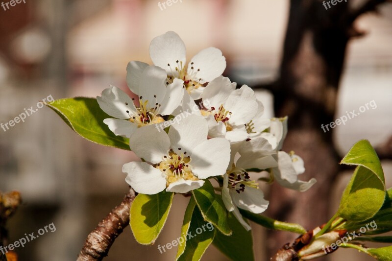 Apple Blossom Apple Flower Spring Free Photos