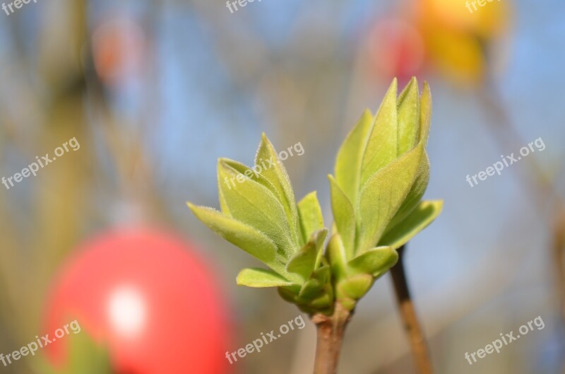 Bud Spring Easter Close Up Shoots