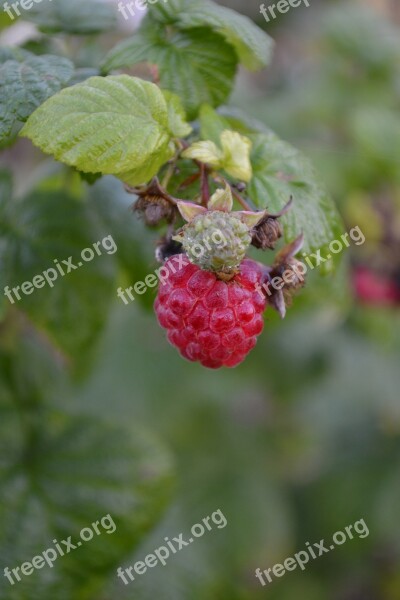 Raspberry Ripe Immature Close Up Berries