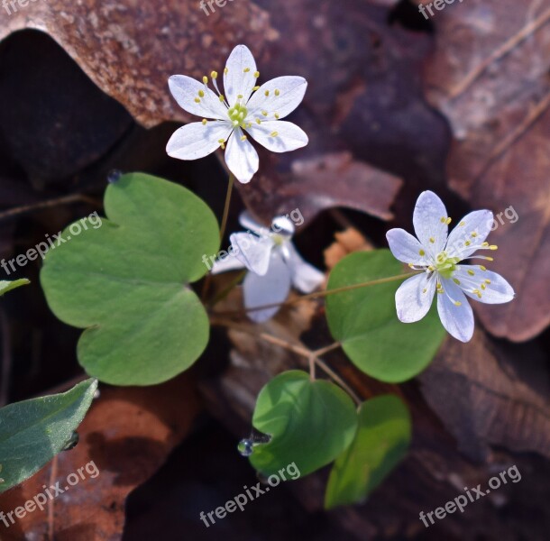 Rue Anemone Wildflower Flower Blossom Bloom