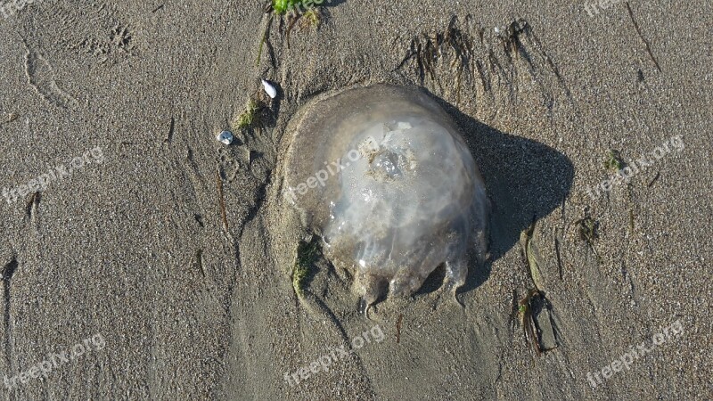 Jellyfish Sea Beach Sand Wildlife