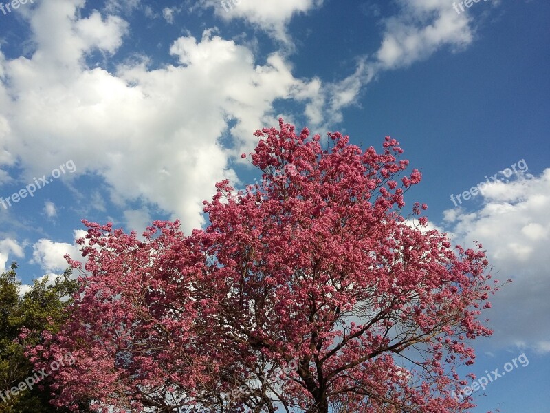 Lapacho Argentina Reconquista Tree Flower