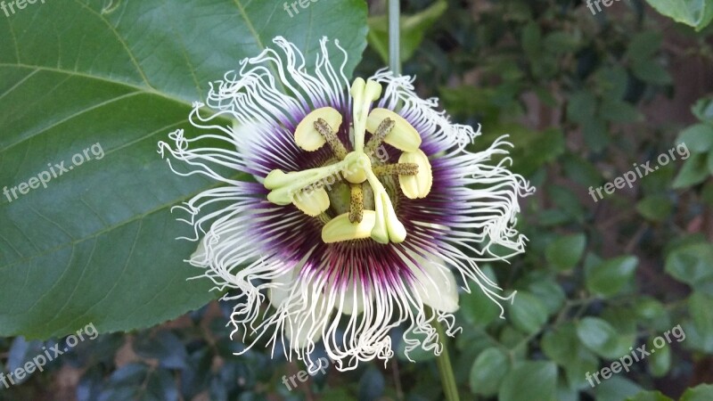 Passion Fruit Passiflora Passion Flower Flower Wild