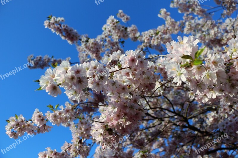 Almond Blossom Mandelbaeumchen Spring Awakening Flowering Twig Flowers