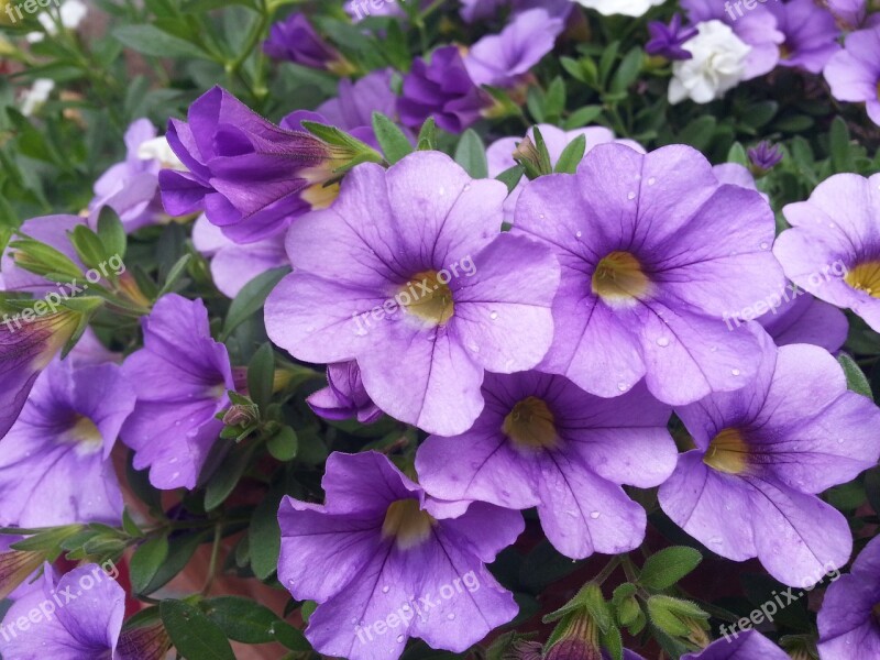 Flower Pot Plants Nature Flowers